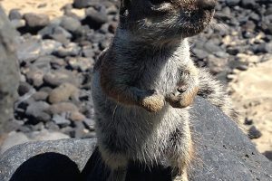 meerkatz erdmaenchen streifenhoernchen fuerteventura