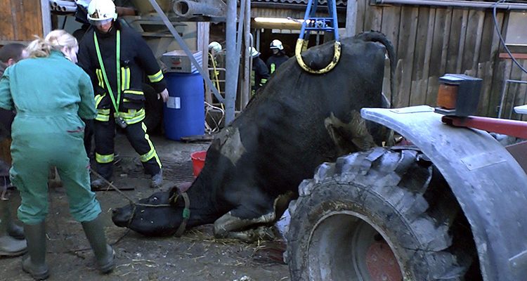 Spektakuläre und dramatische Kuhrettung! Vier Kühe in Güllegrube gestürzt. Freigesetztes Methangas erschwerte Rettungseinsatz