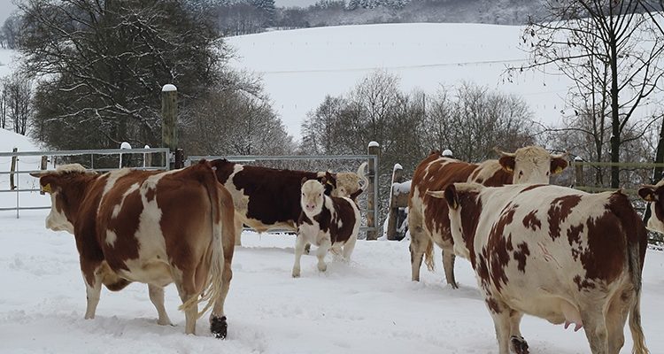 Kuh-Kuschelhof Bergwaldhof (Meinerzhagen): Mit der Kuh auf Du und Du! Kühe erleben – Kuh kuscheln |  Mit Video!