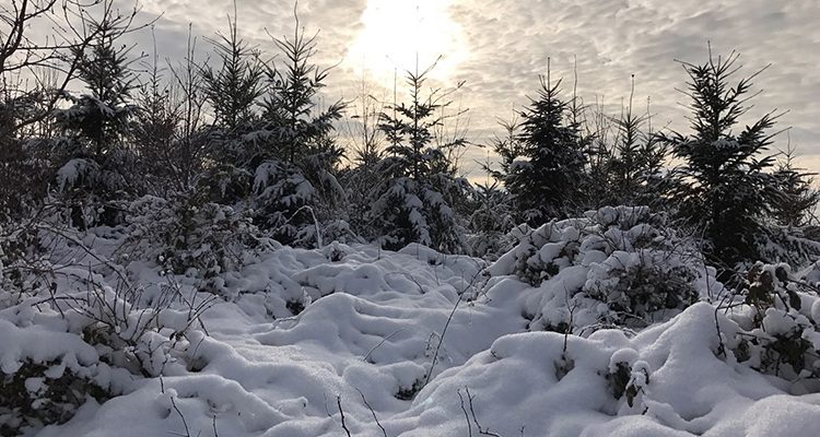 Traumhafte Schneelandschaften! Aus unserer Rubrik: FOTO DES TAGES! ´Postkartenmotive´ aus dem Landkreis Altenkirchen (Westerwald) Rheinland-Pfalz