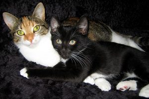 zwei pussies relaxen auf couce katze haustier mieze ntoi black cat schwarzer kater bunte katze glueckskatze