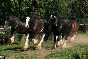 shire horses ntoi run