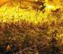 Fünf Festnahmen (Gummersbach) Cannabisplantage mit illegalem Strom betrieben! Ermittlungsgruppe Kompost kam Drogendealern auf die Schliche