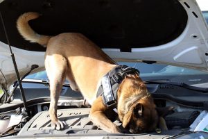 polizei oberberg drogenhund osnabrueck