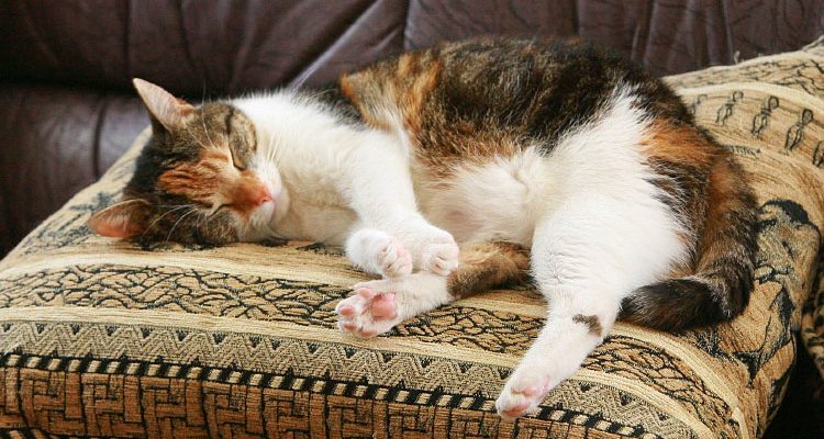 Das Günstigste überzeugt: Die 7 besten Katzen-Trockenfuttersorten laut Stiftung Warentest