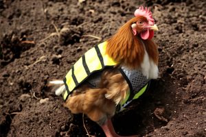 warnwesten fuer huehner ntoi chicken wearing safety vest