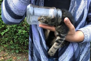 Tierisches Abenteuer: Katze in Kreuztal aus Glas befreit (Siegen Wittgenstein)