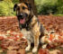 Update: Vermittelt!! Hund sucht Heim: Boris (3) Ein Held aus Belarus sucht ein Zuhause (Hunde SOS Oberberg e. V.)